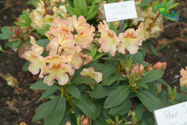 Rhododendron Fiorette